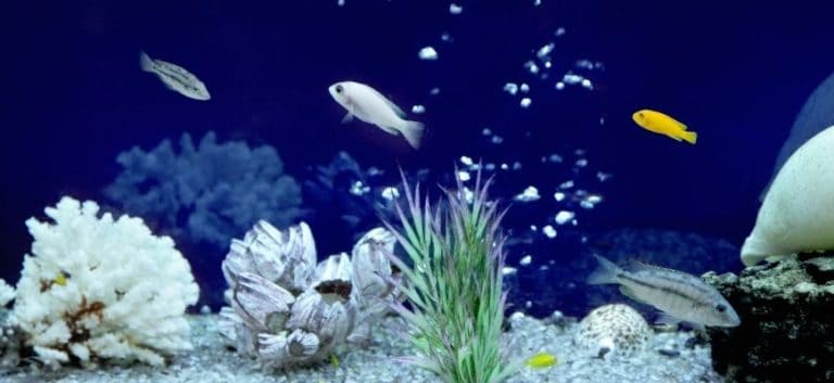 Fishes swimming in aquarium with plants and substrates