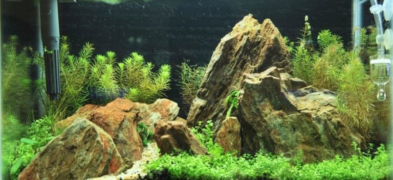 Fish tank with rocks decor and green plants