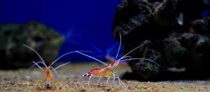 Cleaner shrimps in reef aquarium