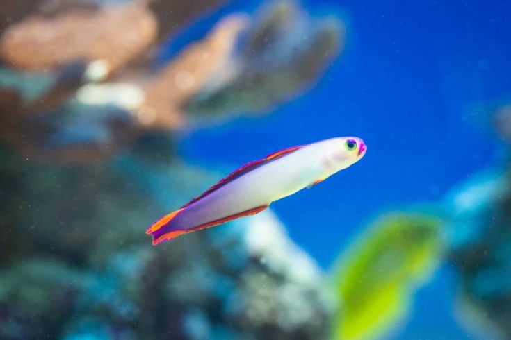 Fish Nemateleotris decora - Elegant firefish, saltwater