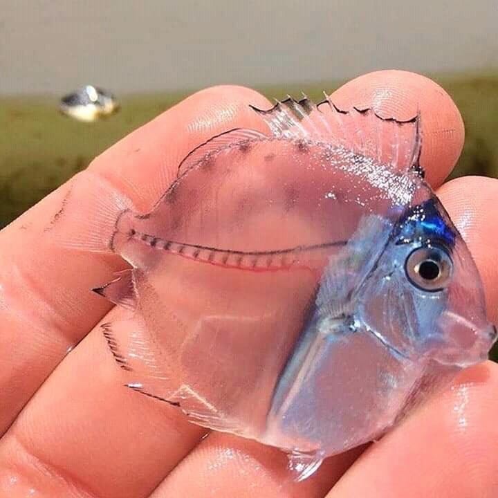 Transparent Flatfish on person's hand
