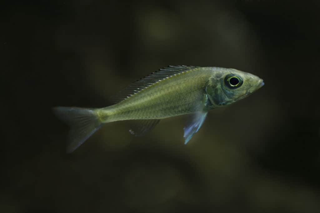 Female guppy endler in freshwater aquarium. Poecilia reticulata.