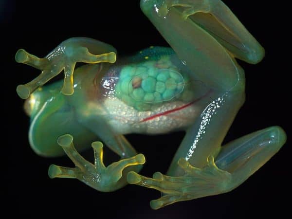 The see-through skin of an inch-long (2.5-centimeter-long) glass frog reveals her eggs.
