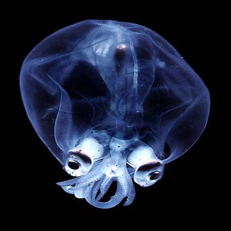 Glass Squid in black background