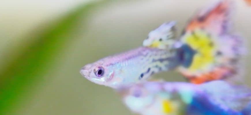 How Long Do Guppies Live? Facts About Life Expectancy