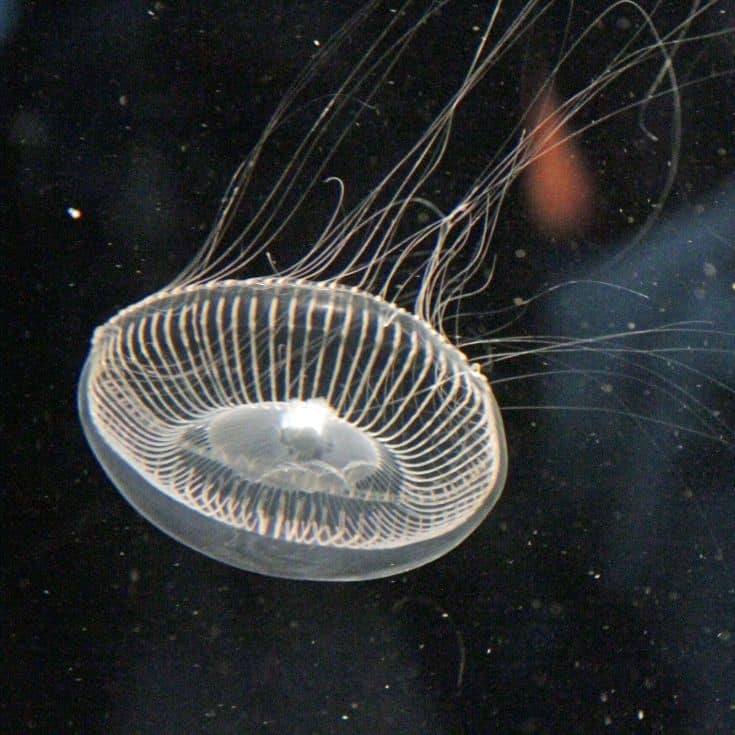 Hydromedusa Jellyfish