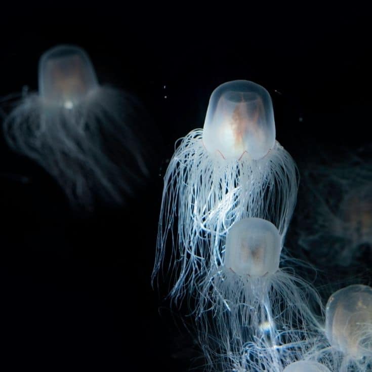 Immortal Jellyfish in black background