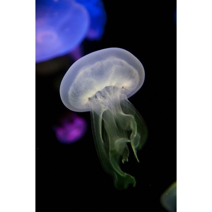 clear Jellyfish