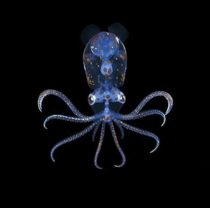 Juvenile Sharpear Enope Squid in black background