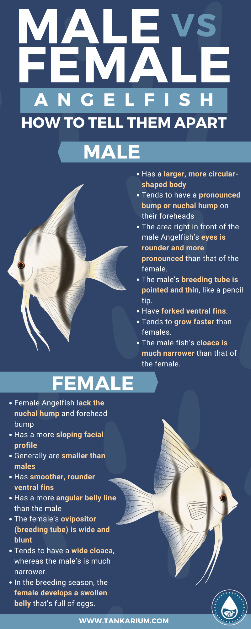 Male Vs. Female Angelfish How To Tell Them Apart - infographics
