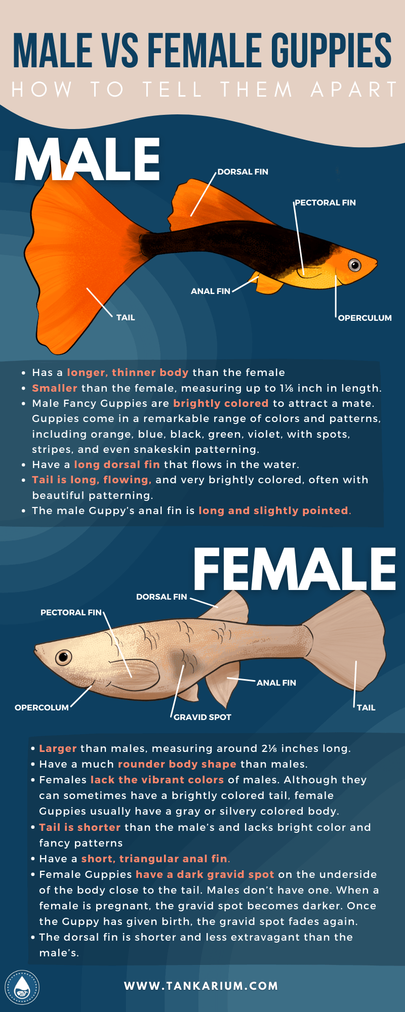Male Vs. Female Guppies: How To Tell Them Apart - infograhics
