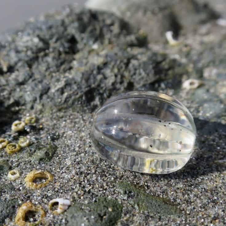 Sea Gooseberry Jellyfish - Pleurobrachia bachei