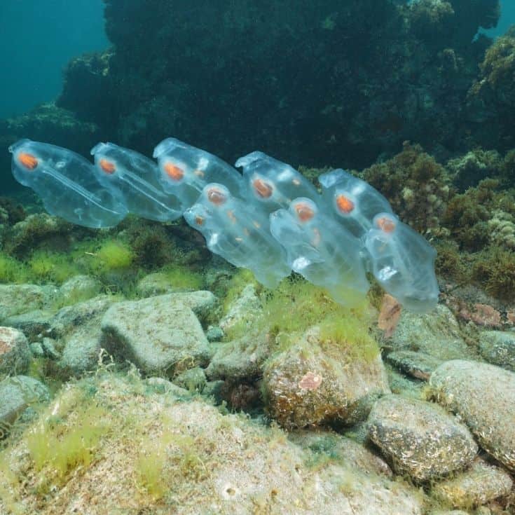 Salps planktonic tunicate Mediterranean sea