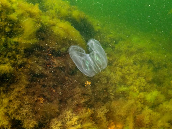 Mnemiopsis leidyi, the warty comb jelly or sea walnut with yellow and green seaweed in the background