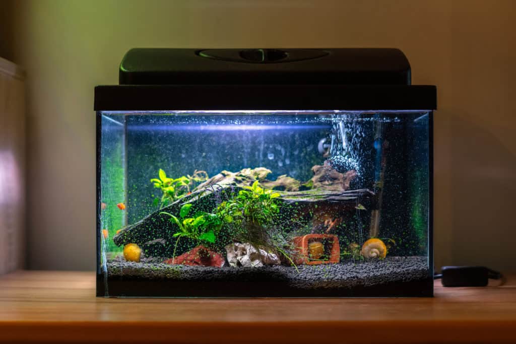 Small fish tank aquarium with colourful snails and fish at home on wooden table.