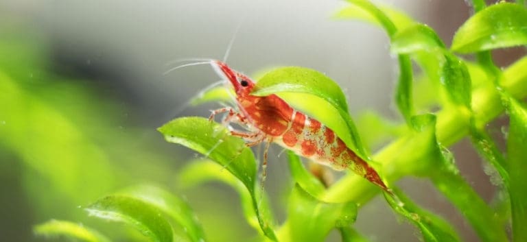 Freshwater Shrimp on leaves