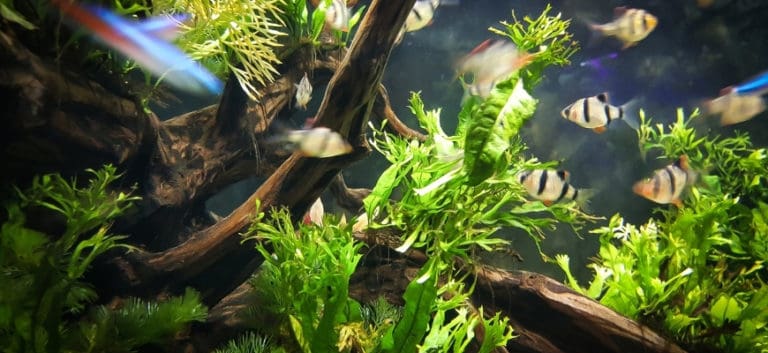 Focus shot of aquarium plants inside a tank.