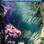 19 Exciting Aquarium Backgrounds - pin