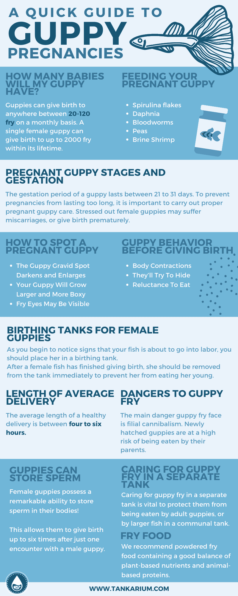 A quick guide to guppy pregnancies- infographics