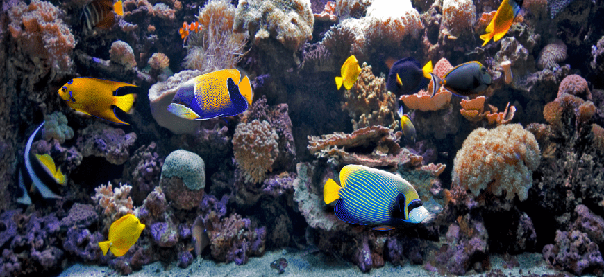 Fishes swimming in the aquarium