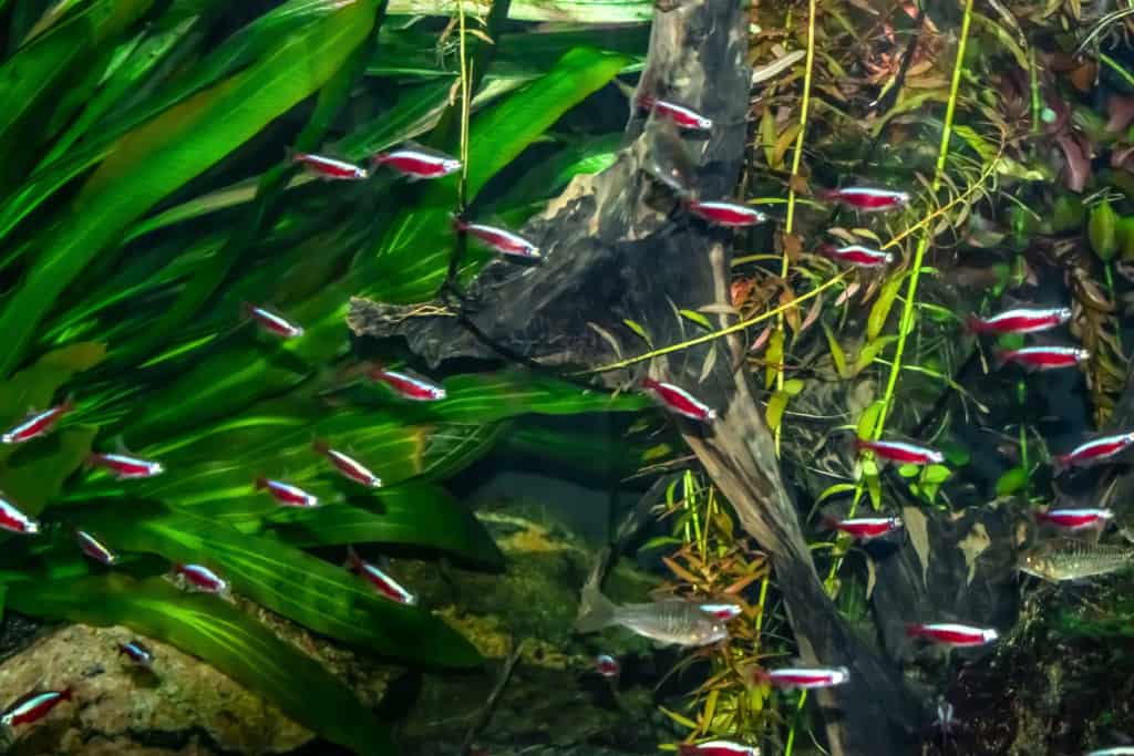 A school of small red and blue neon fish swim in the aquarium