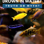 Can Fish Drown In Water Truth Or Myth - Pin