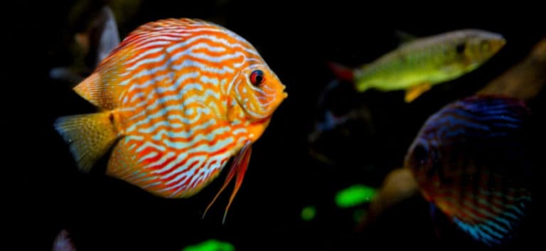Focus of fish in an aquarium.