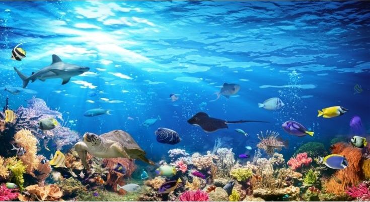 AWERT Undersea Theme Aquarium Background Sunshine Underwater World Fish Tank Background Durable Polyester Background 