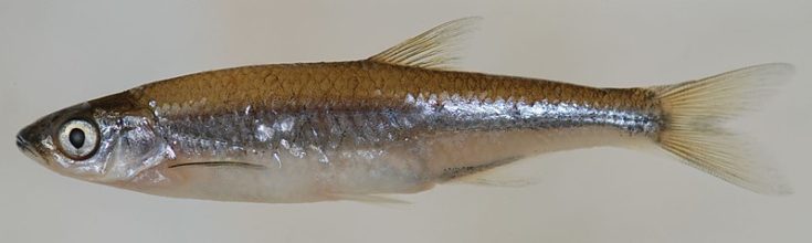 comely shiner, Notropis amoenus