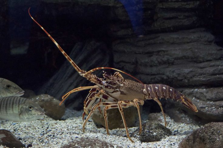 Crawfish under water on dark background
