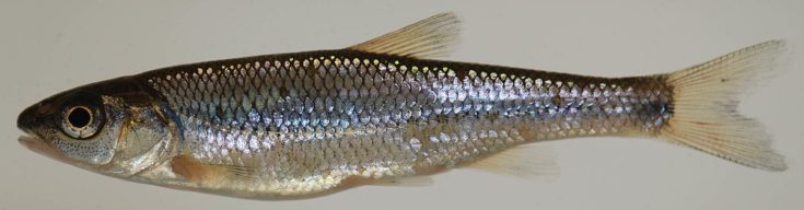 fallfish, Semotilus corporalis