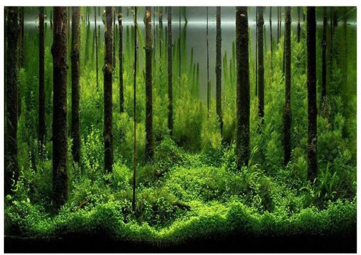 PVC Fish Tank Background Adhesive Underwater Forest Tank Background Poster Backdrop Decoration Paper