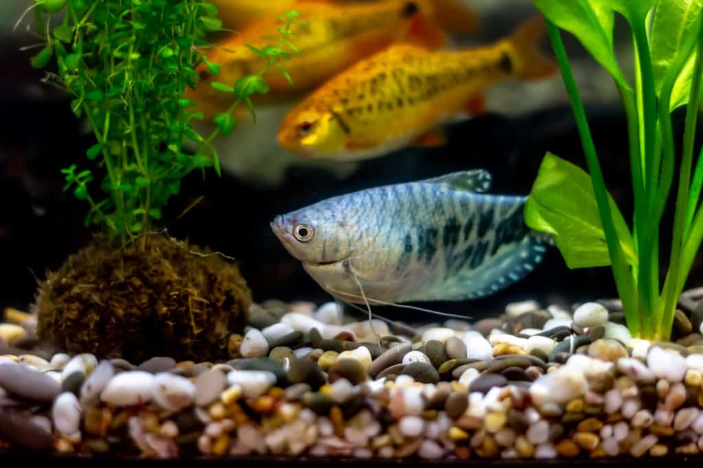 Blue gourami - known as anabantoids or labyrinth fish with dark spots and a long mustache and schuberti barbs