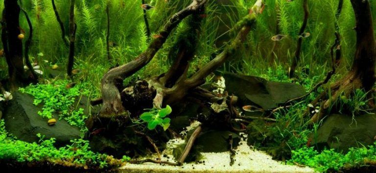 Fish tank with plants