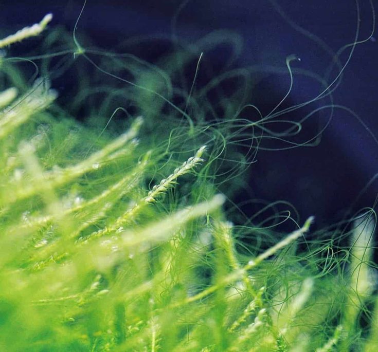 Hair/Thread Algae