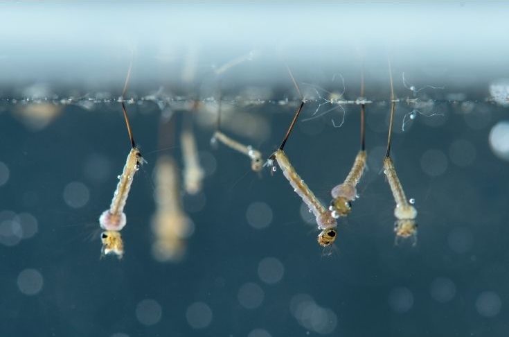 Mosquito larvae in underwater