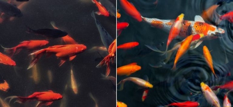 Goldfish and Koi fishes swimming