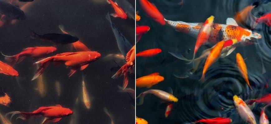 Goldfish Vs Koi - What Are The Key Differences