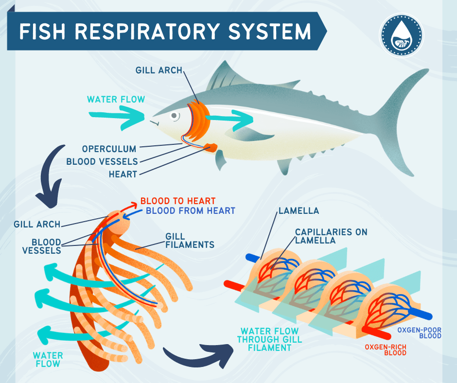 Mini graphics of fish respiratory system