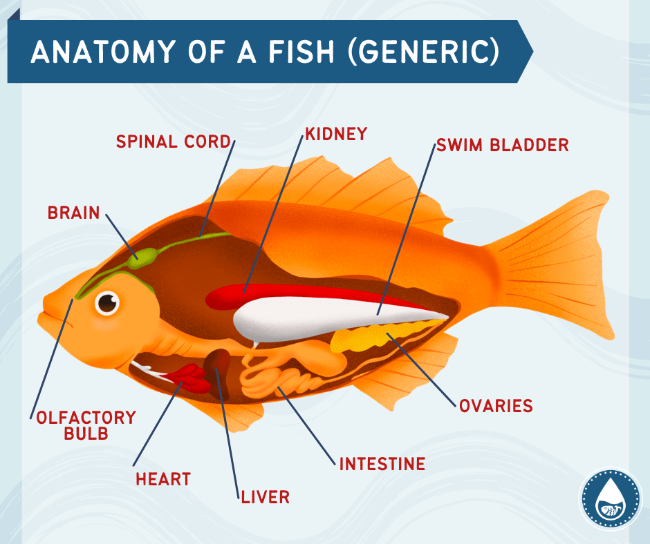 Mini graphics of anatomy of a fish