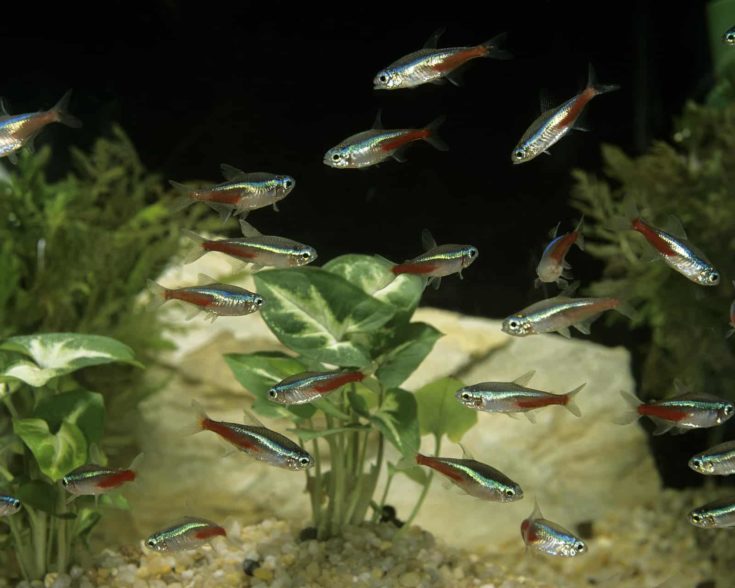 A school of small neon tetra fish swim in the aquarium