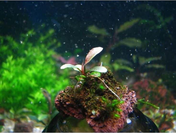 Plant Printable Aquarium Background Photo