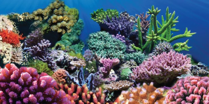Sporn Static Cling Coral Aquarium Background, Medium