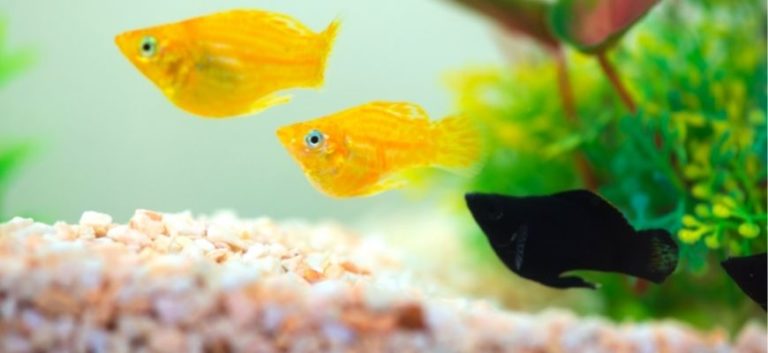 Yellow and black fishes swimming in the aquarium
