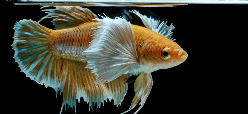 17 Tips To Have A Happy Betta Fish