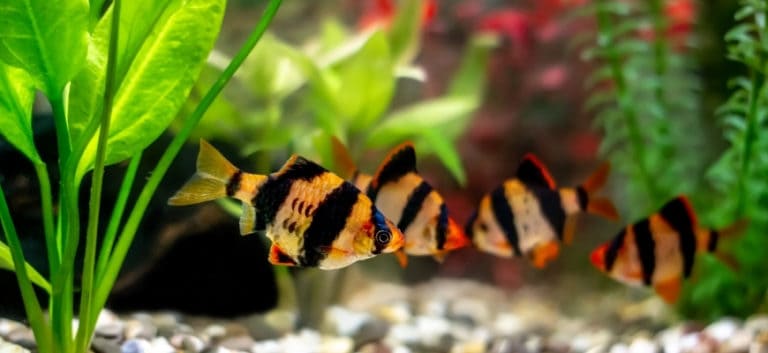 A green beautiful planted tropical freshwater aquarium with tiger barb fishes