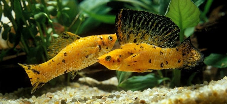 Dotted black yellow molly fish.