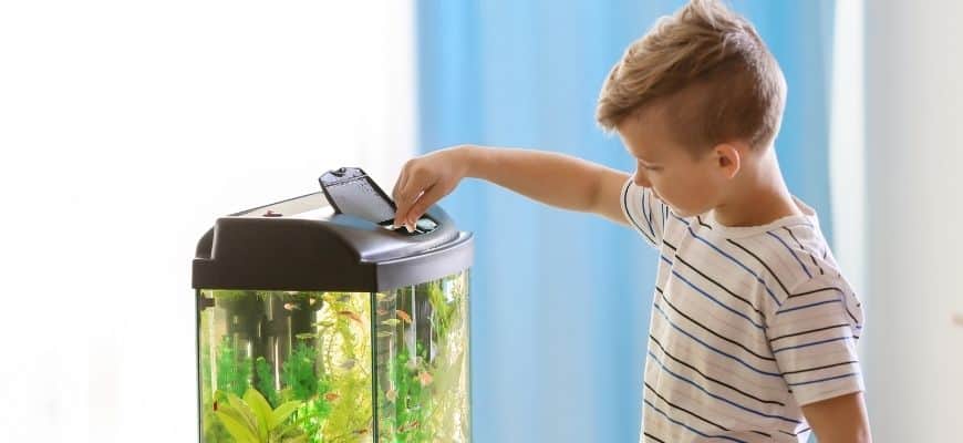 Boy feeding fish in the aquarium
