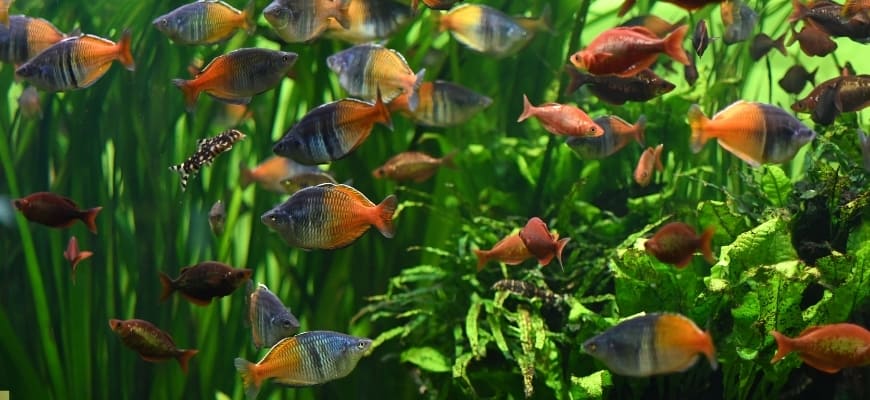 Aquarium and school of fish