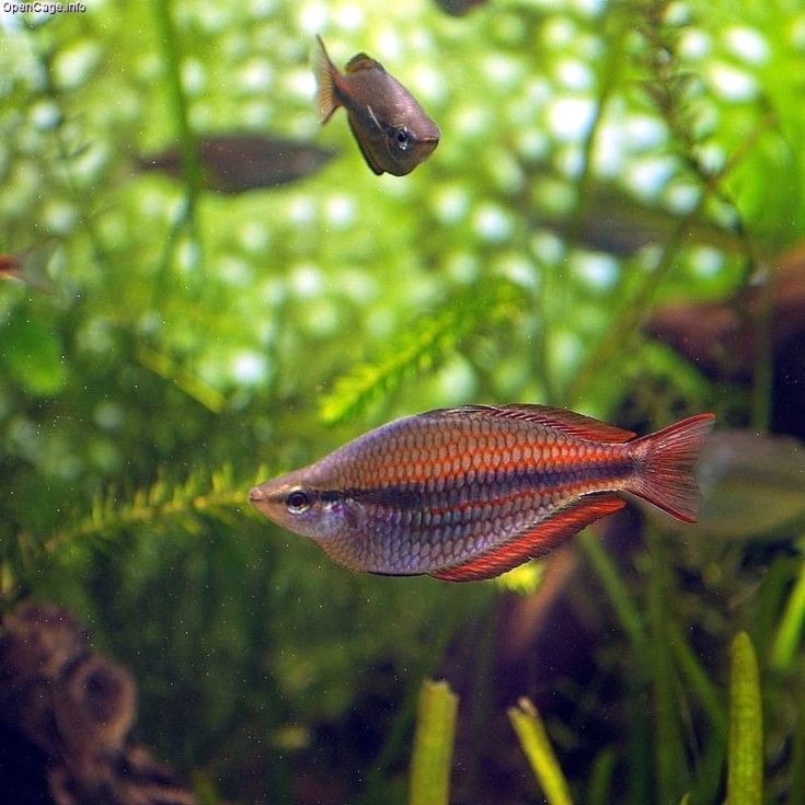 Banded rainbowfish Melanotaenia trifasciata